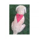 Bandana pour chien / chat personnalisé